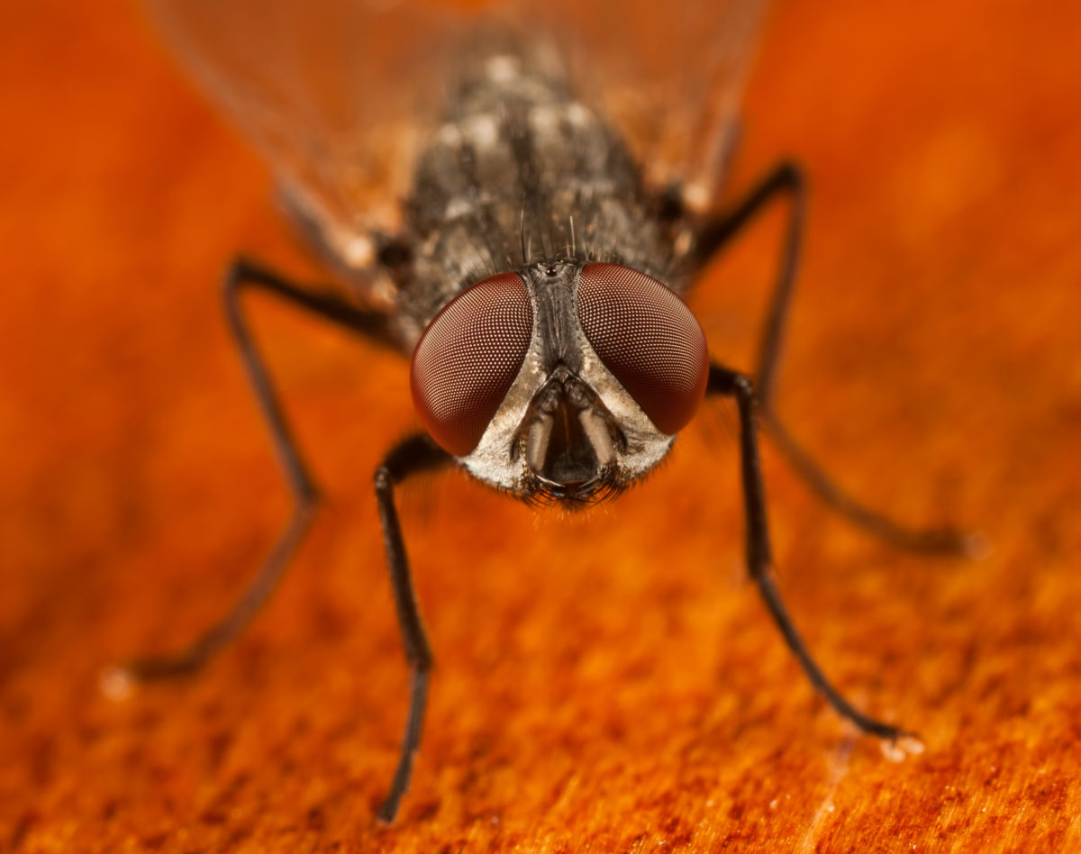 Why Do Flies Bite? How To Avoid Being Bitten.