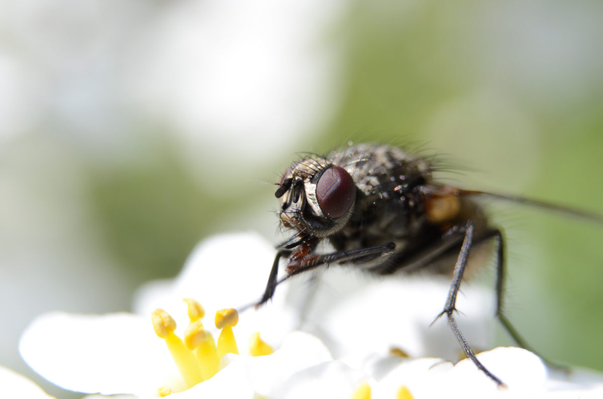 Indoor Fly Trap and outdoor fly traps