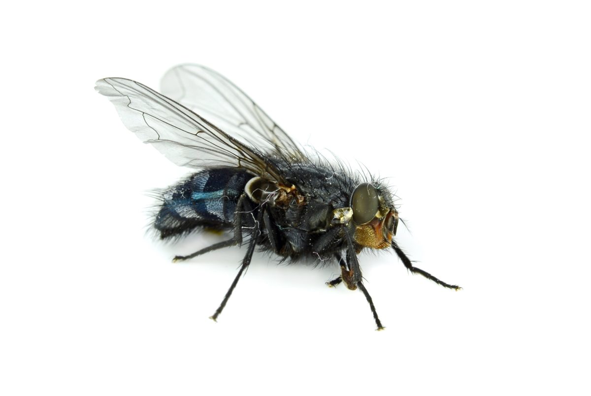 Why Do Flies Bite? How To Avoid Being Bitten.