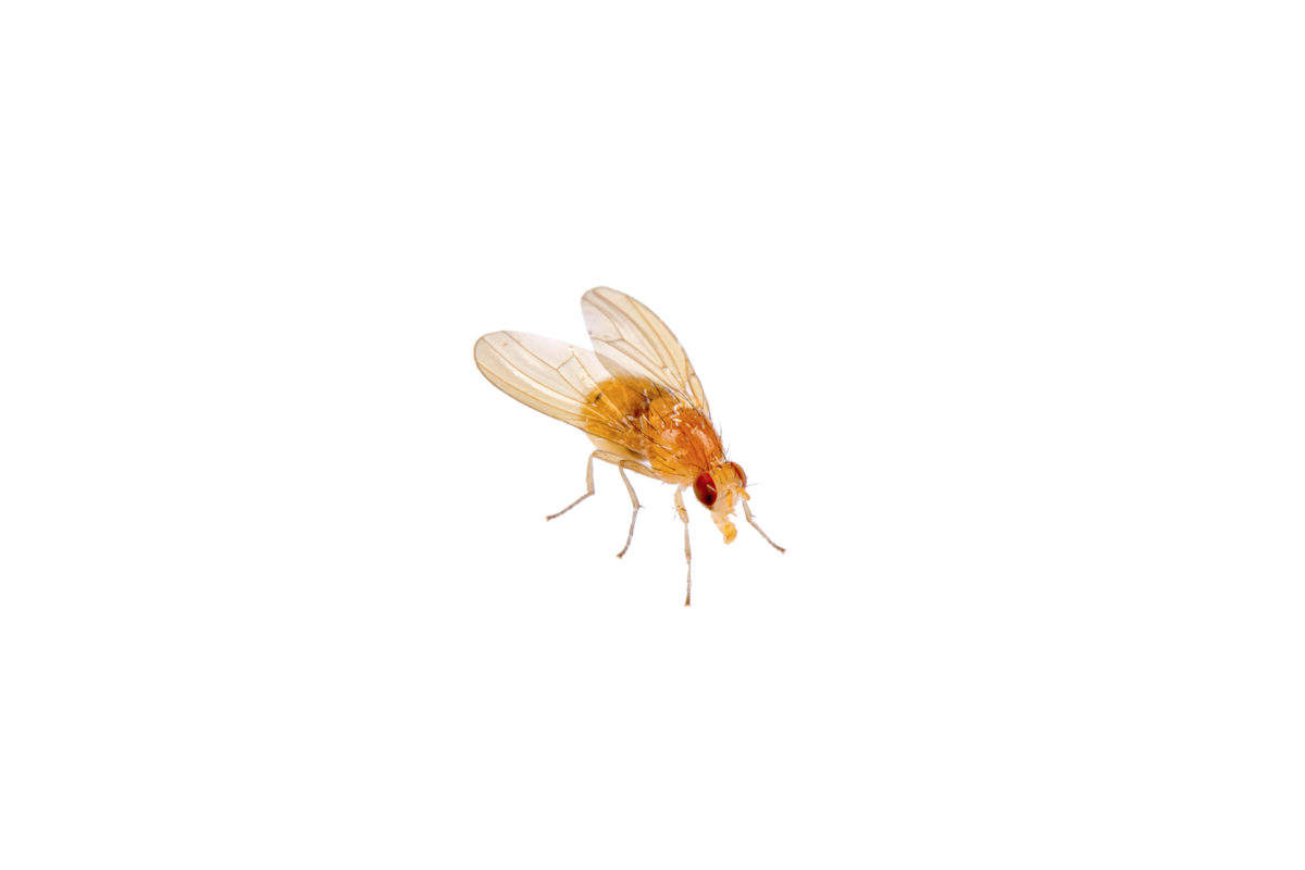 beige fly