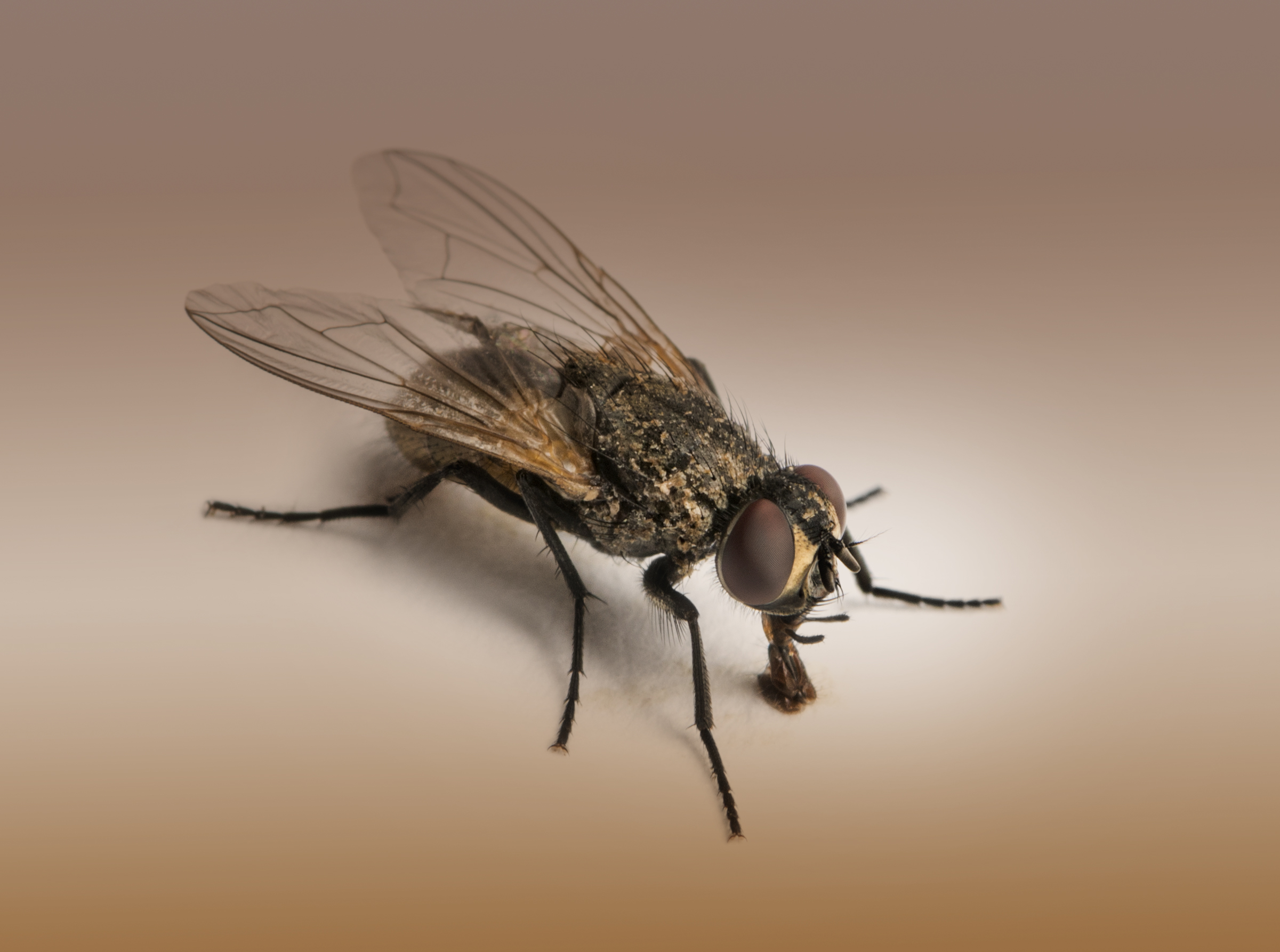 What is The Best Fly Killing Trap?