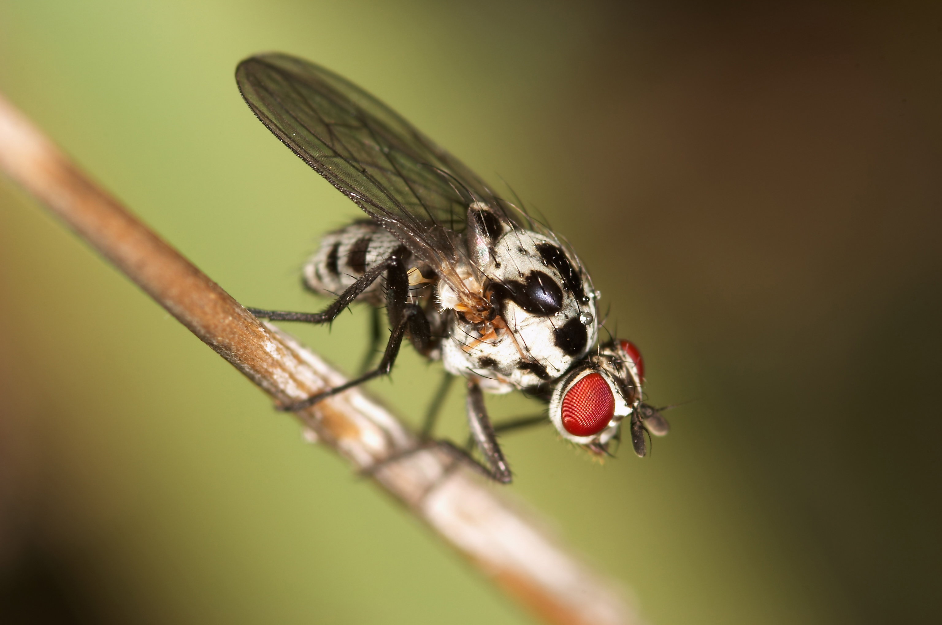 Tips on The Best Fly Killer for Home