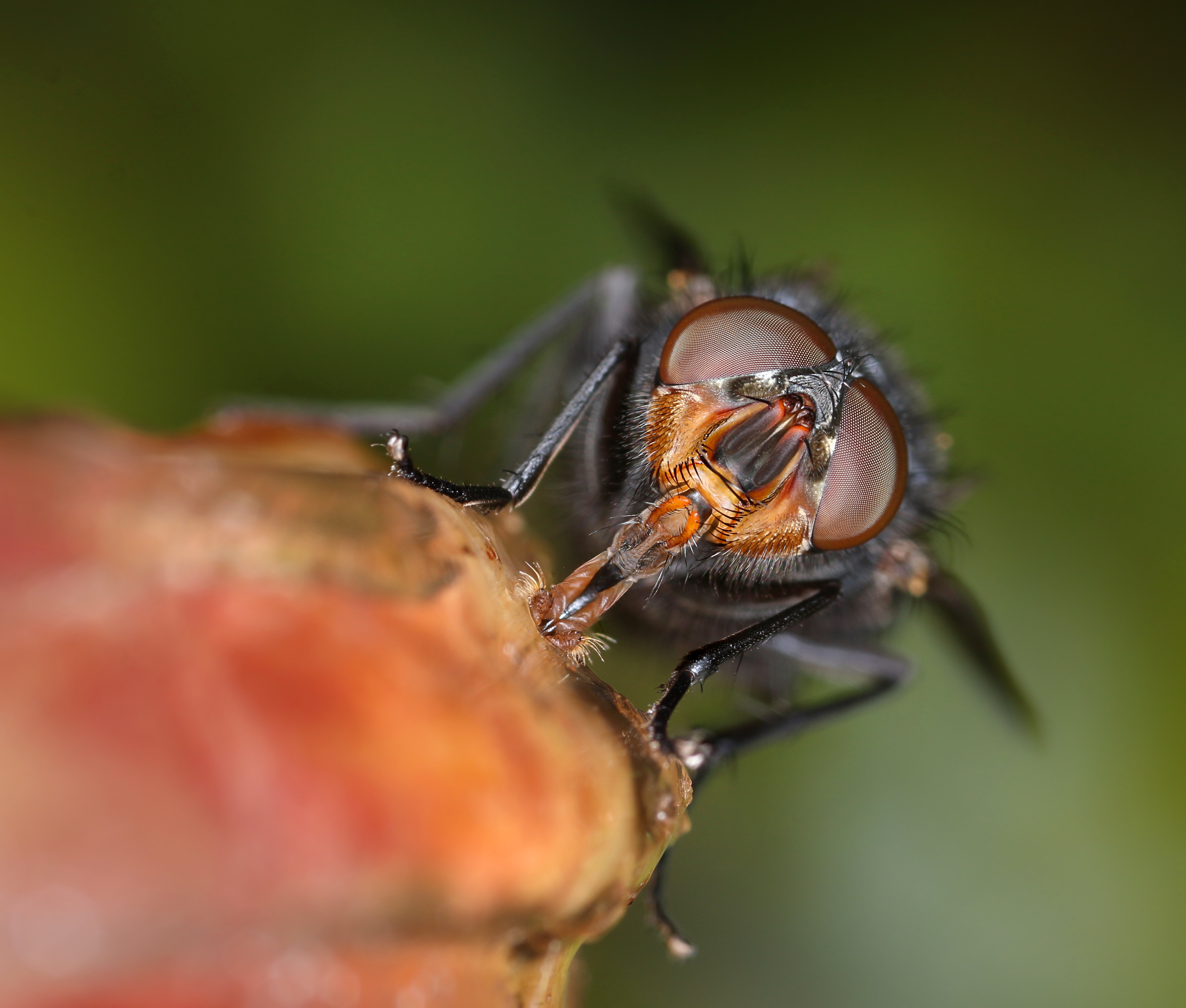 Best House Fly Killer: The Complete Guide to Controlling Flies at Home