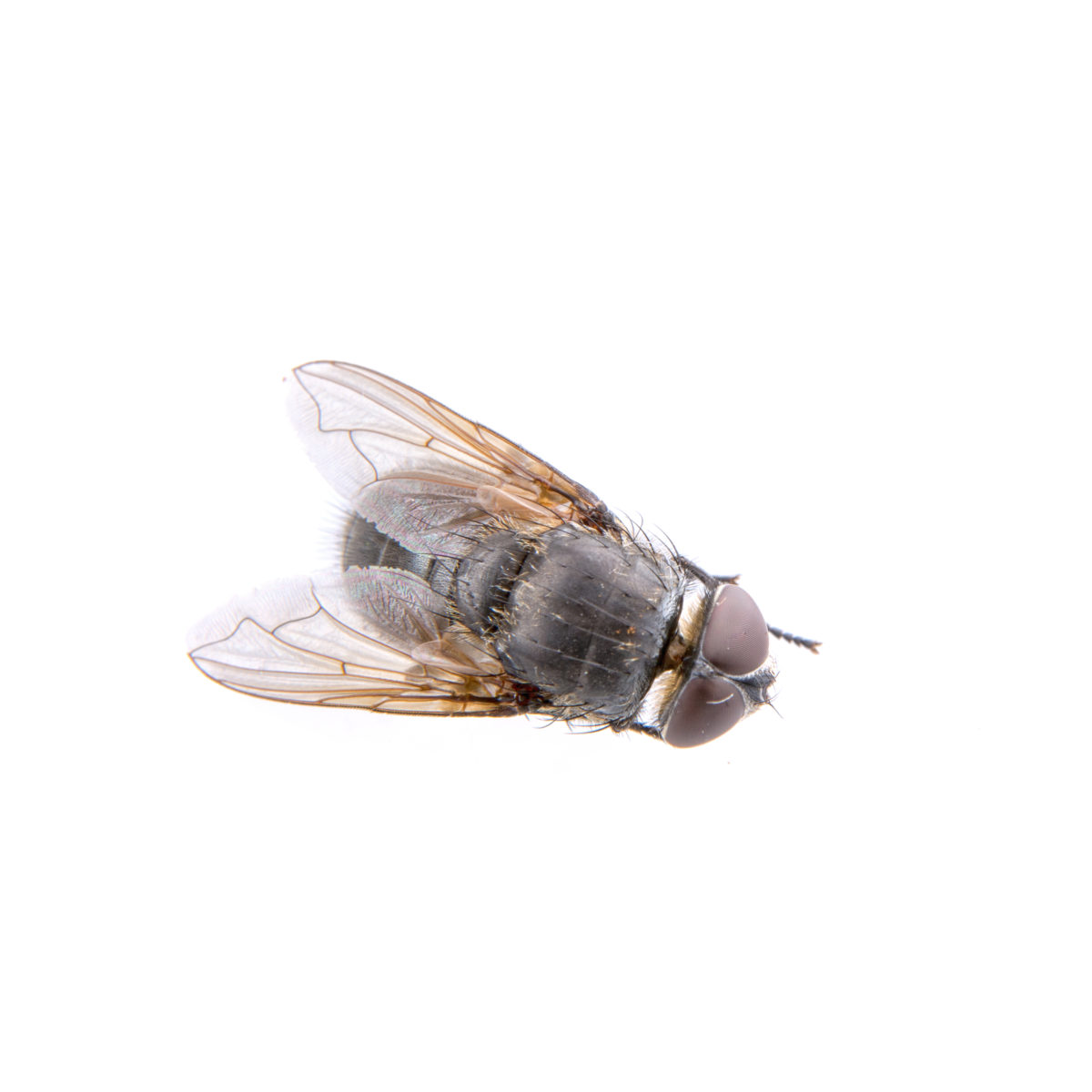 Non Toxic Fly Sprays