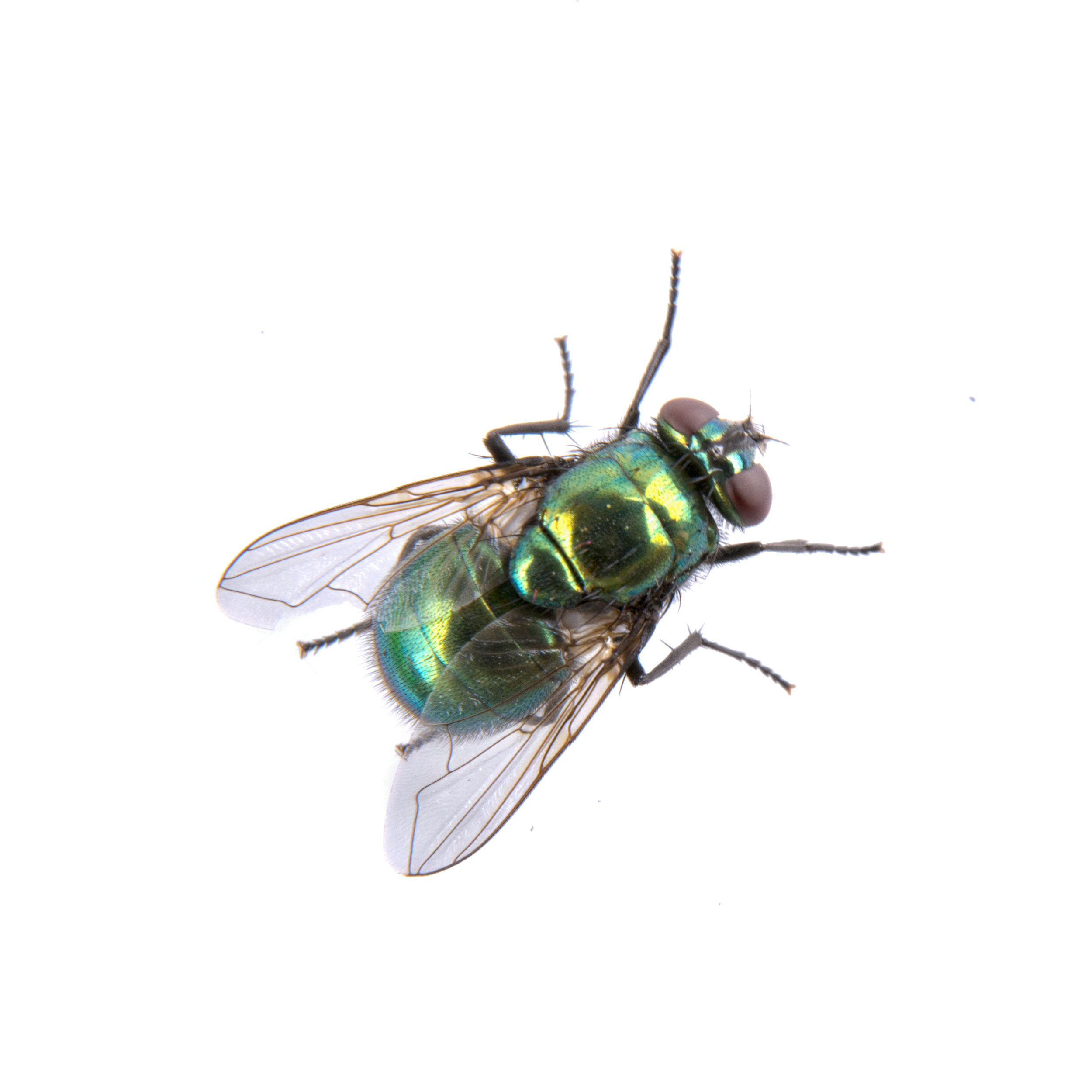 green fly trap