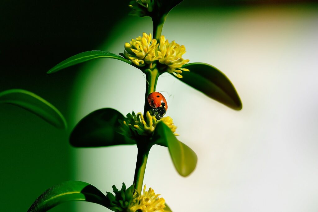 Dealing with a Fly Infestation: Tips and Tricks