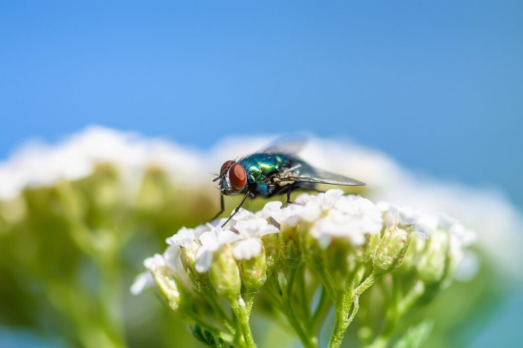 Dealing with a Fly Infestation: Tips and Tricks