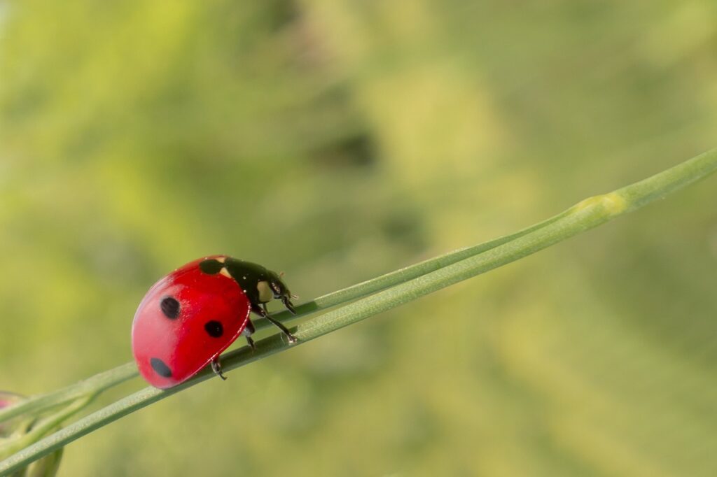 How to effectively use sticky fly traps for pest control