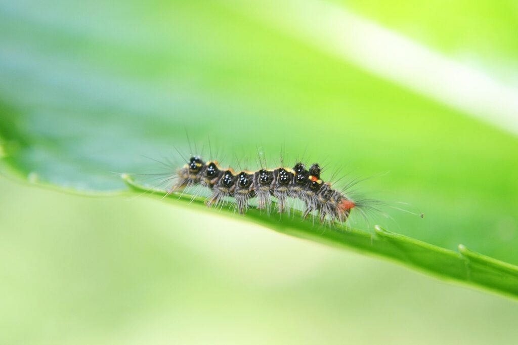How to effectively use sticky fly traps for pest control