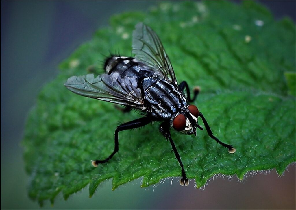 How to effectively use sticky fly traps for pest control