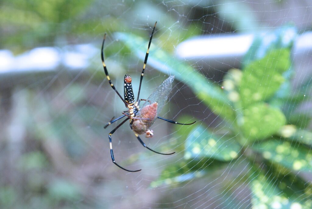 The Art of Baiting: An Introduction to Fly Traps