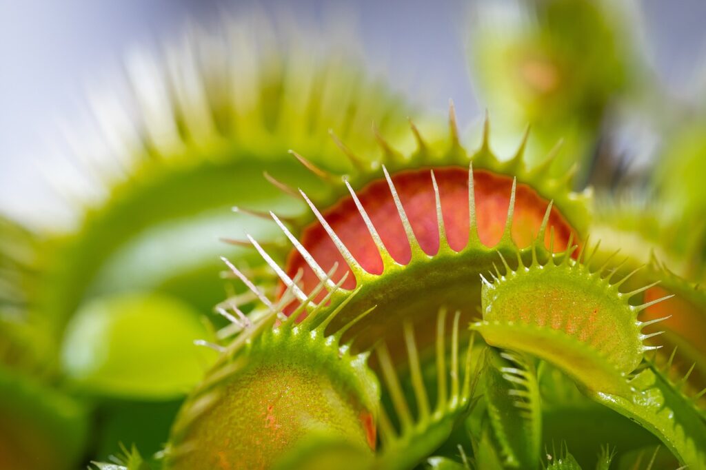 The Art of Baiting: An Introduction to Fly Traps