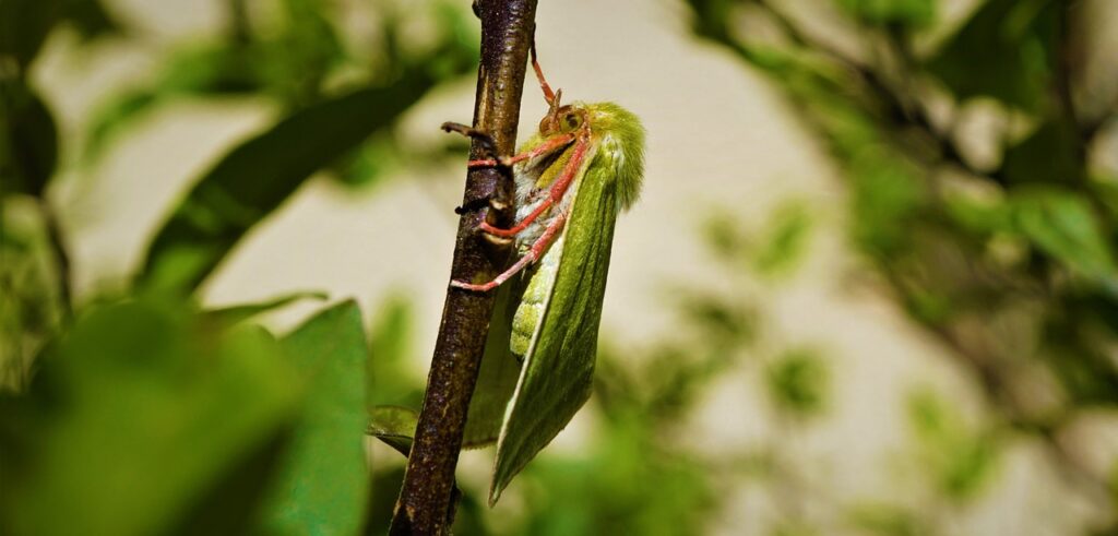 The Life Cycle of Flies: From Eggs to Live Maggots