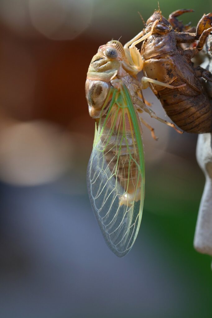 The Life Cycle of Flies: From Eggs to Live Maggots