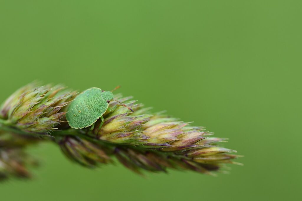 The Ultimate Guide to Choosing the Best Fly Traps