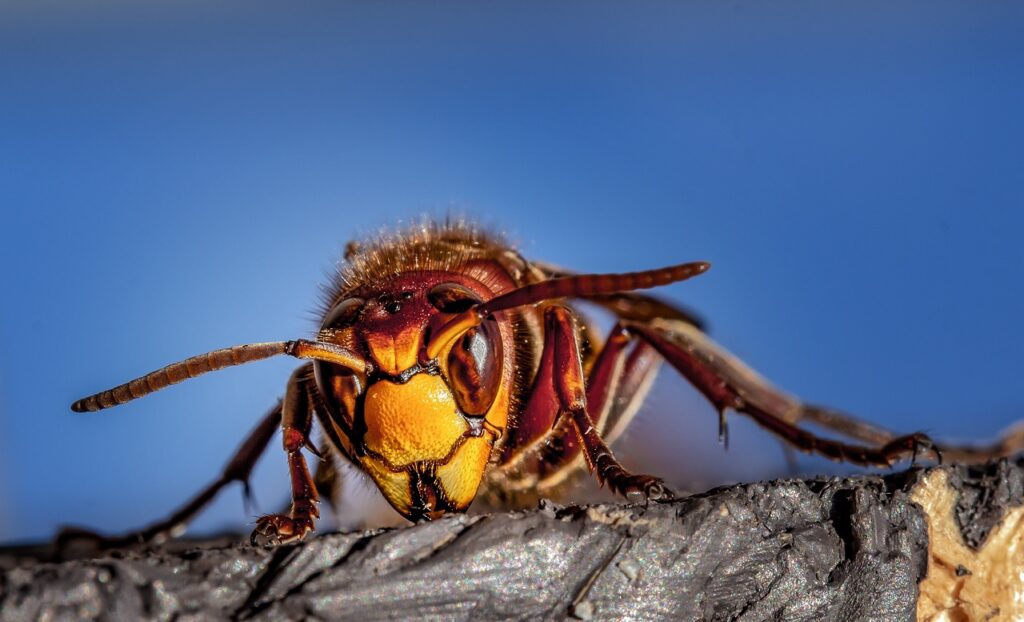 The Ultimate Guide to Choosing the Best Fly Traps