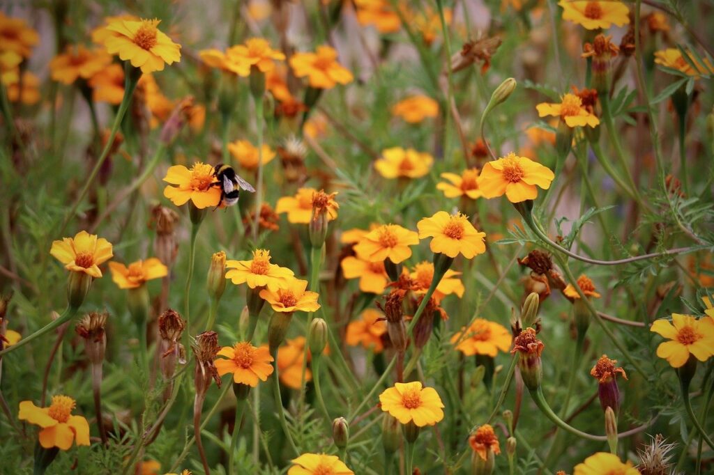 Understanding the Purpose Behind a Flys Buzzing